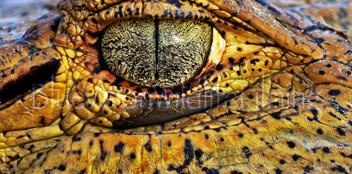 Caiman