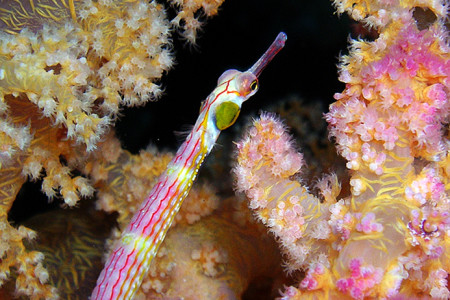 PIPE FISH