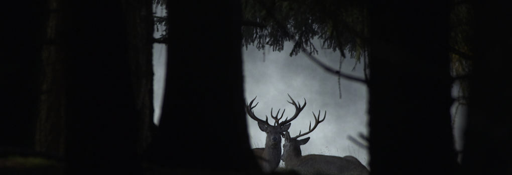 cervo still