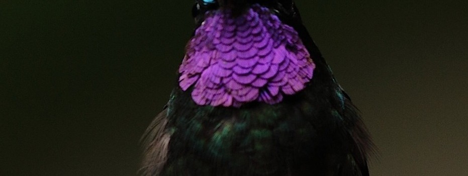 COSTARICA-colibrì2