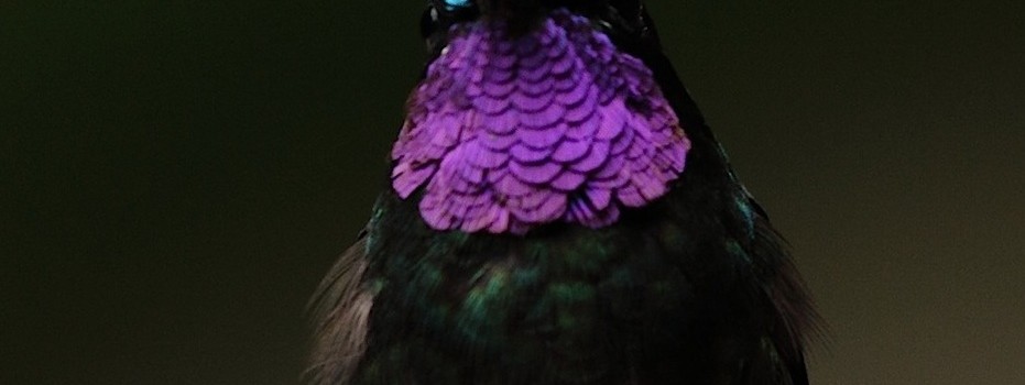 COSTARICA-colibrì2