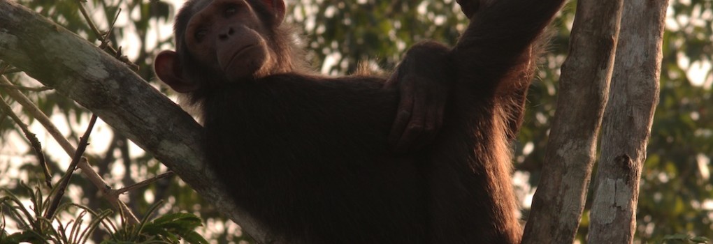 GABON-Scimpanzè
