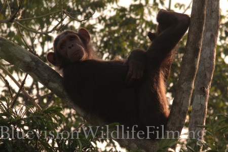 GABON-Scimpanzè