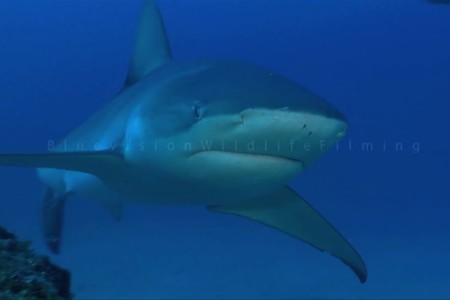 Galapagos shark 1
