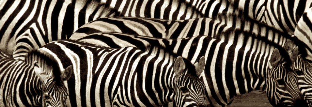 zebre1